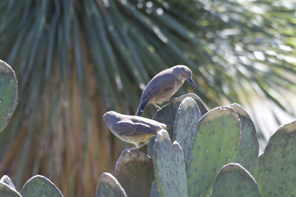 Curve-billed Thrasher - Ben Davis