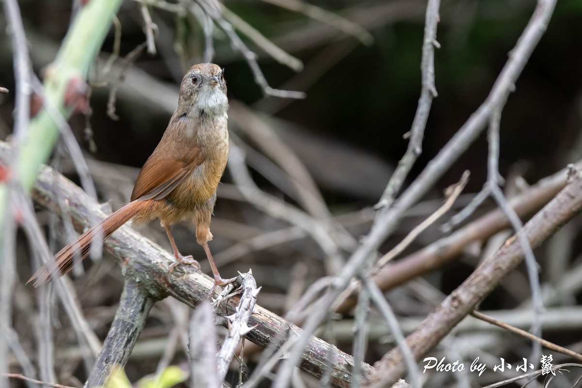 Rufous-tailed Babbler - ML478355211