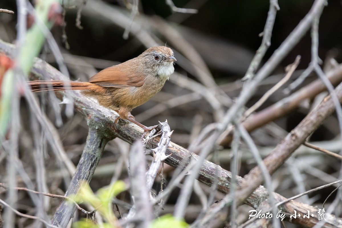 Rufous-tailed Babbler - ML478355221