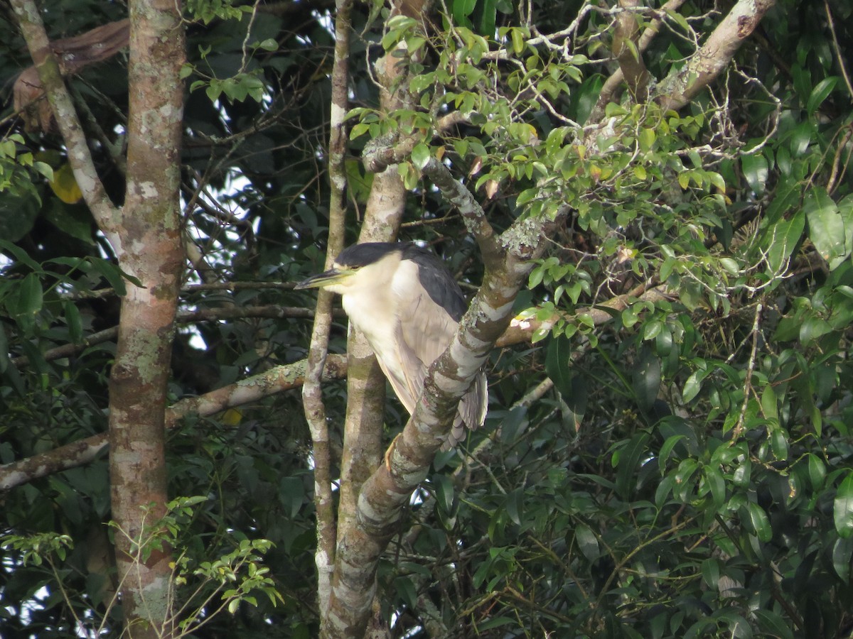 Black-crowned Night Heron - ML478356271