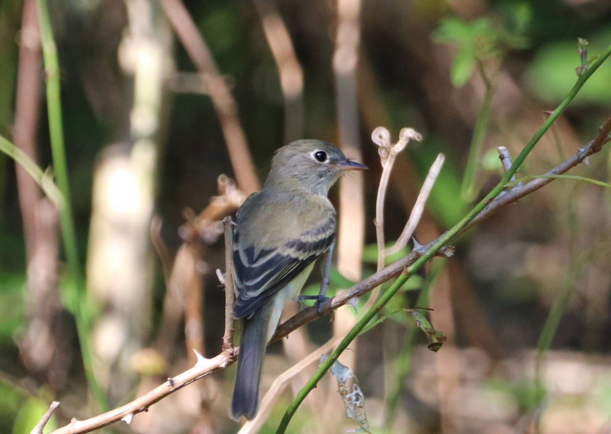 Acadian Flycatcher - ML478357111