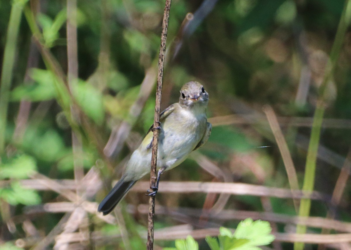 Acadian Flycatcher - ML478357121