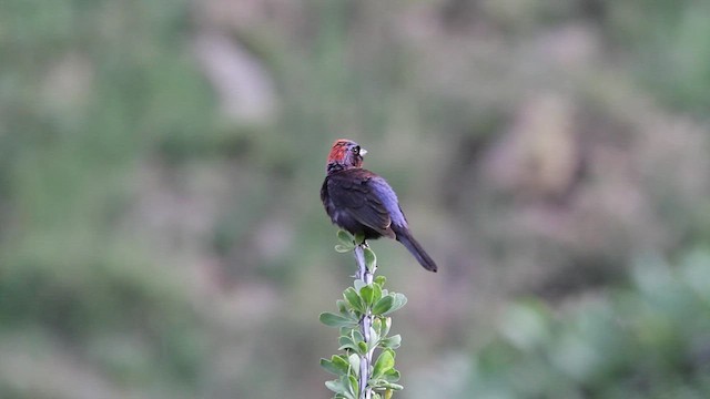 Varied Bunting - ML478357141