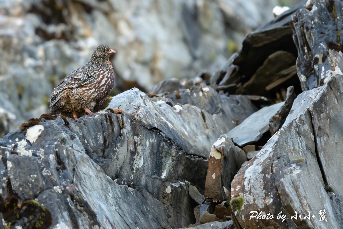 Snow Partridge - ML478357331