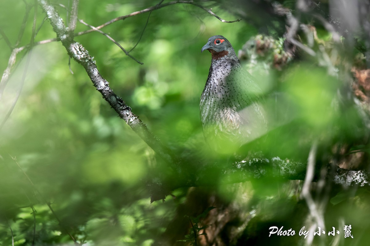 Chestnut-throated Monal-Partridge - ML478357351