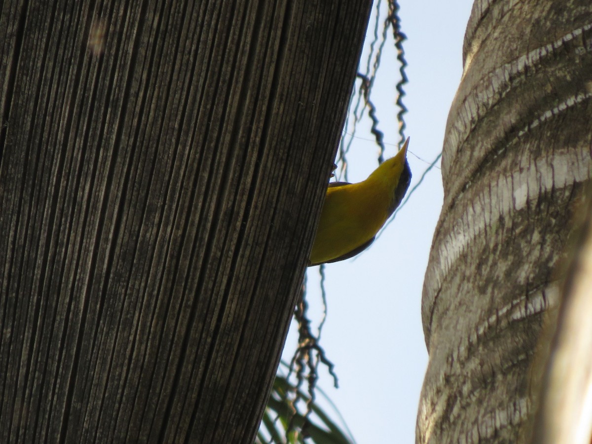 Tropical Parula - Ezequiel Vera