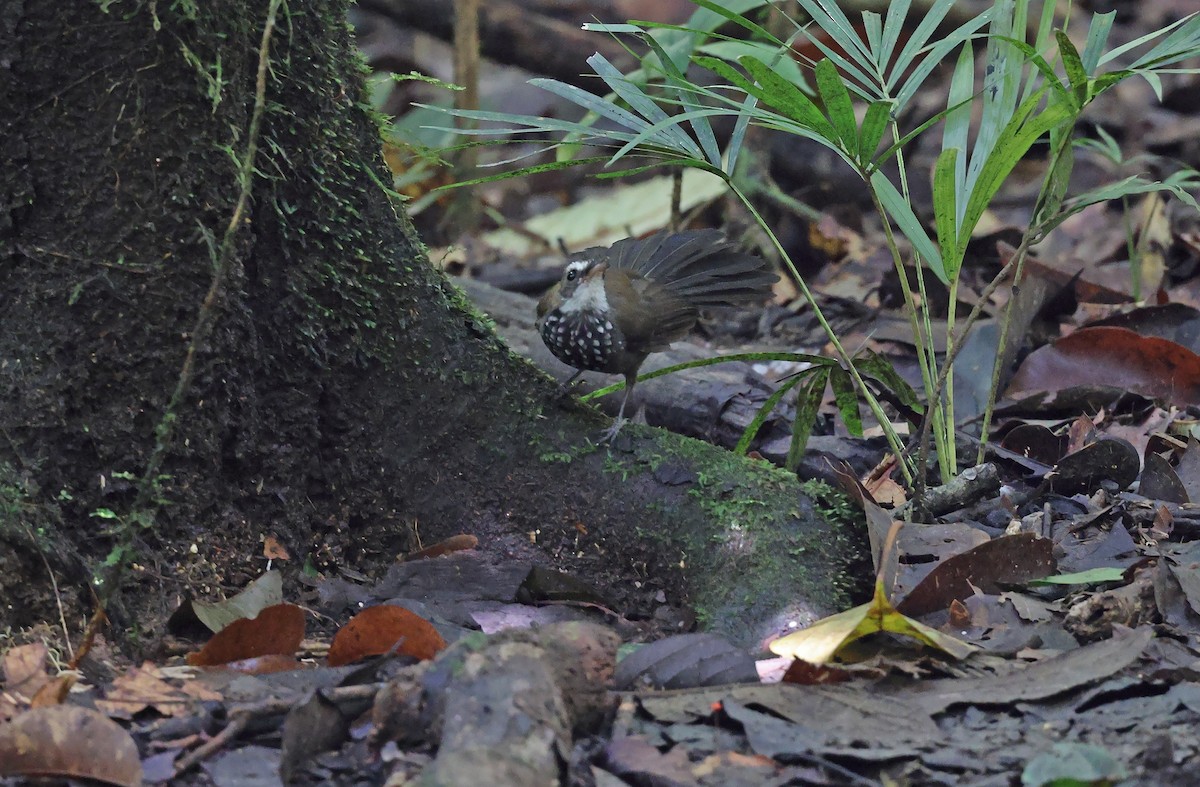 Sooty Thicket-Fantail - ML478357881