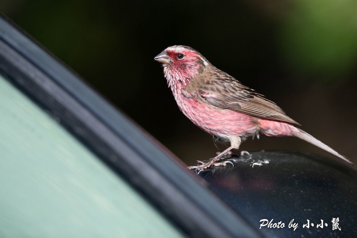Chinese White-browed Rosefinch - ML478358391
