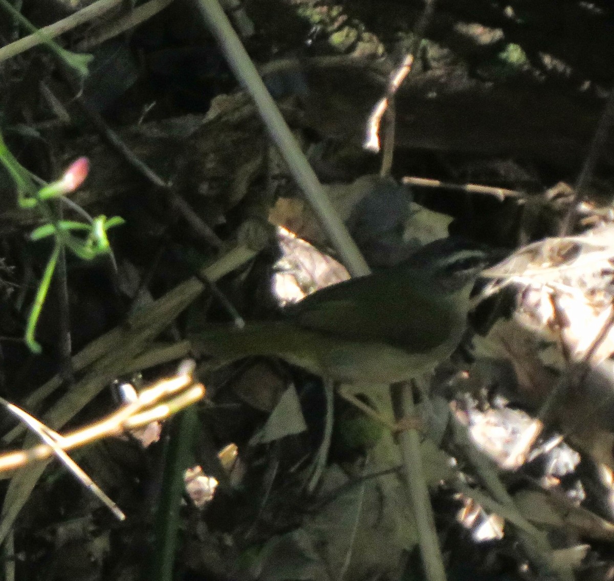 Riverbank Warbler - Ezequiel Vera