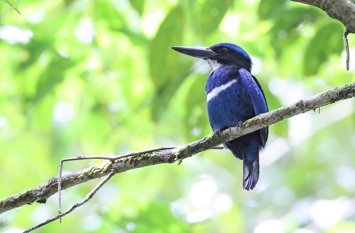 Blue-black Kingfisher - Robert Hutchinson