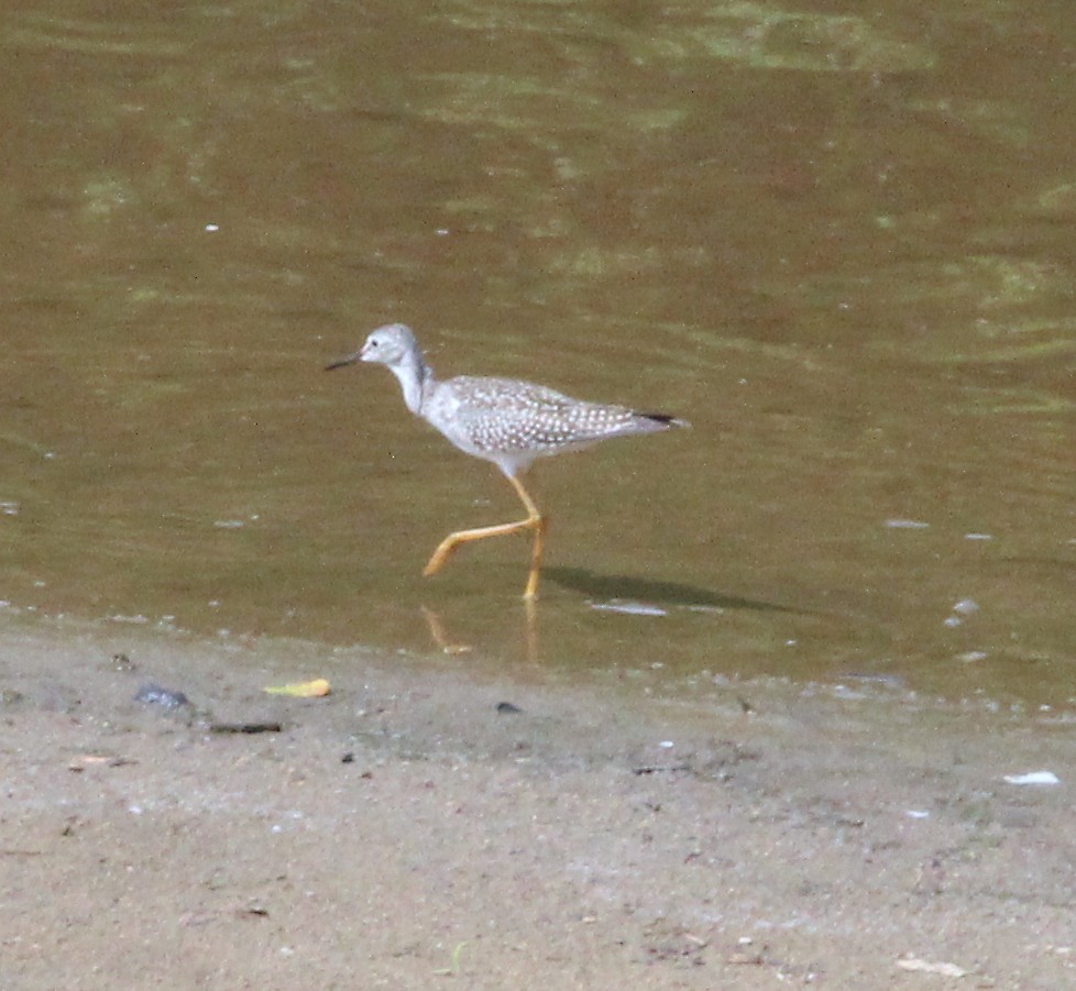 Lesser Yellowlegs - ML478359641