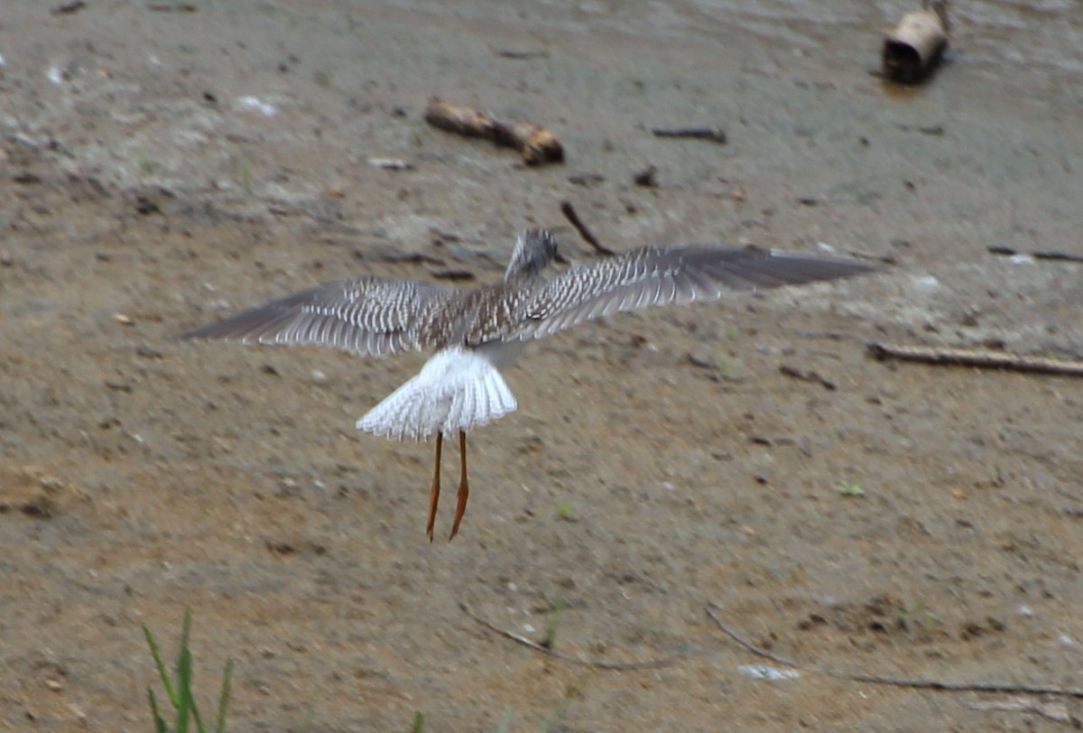 Lesser Yellowlegs - ML478359661