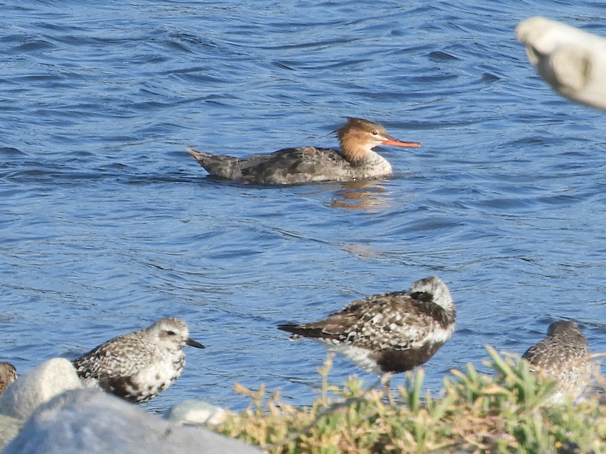 Red-breasted Merganser - ML478360561