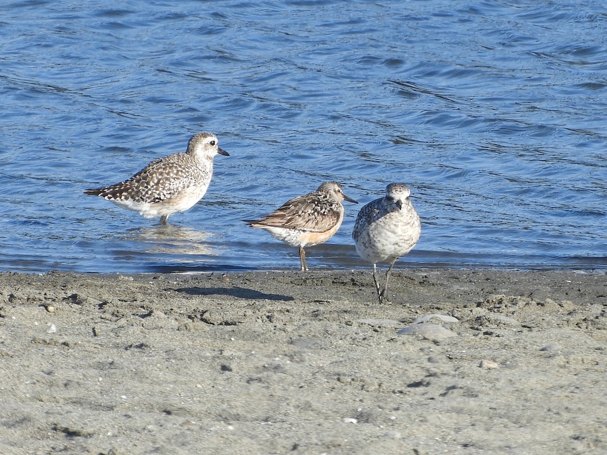 Red Knot - ML478360591