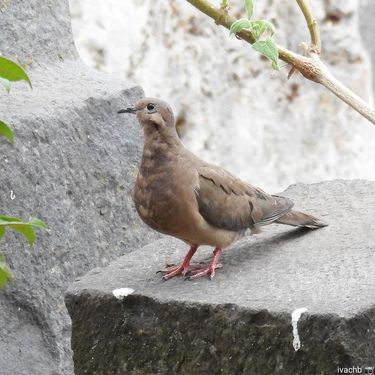 Eared Dove - ML478361021