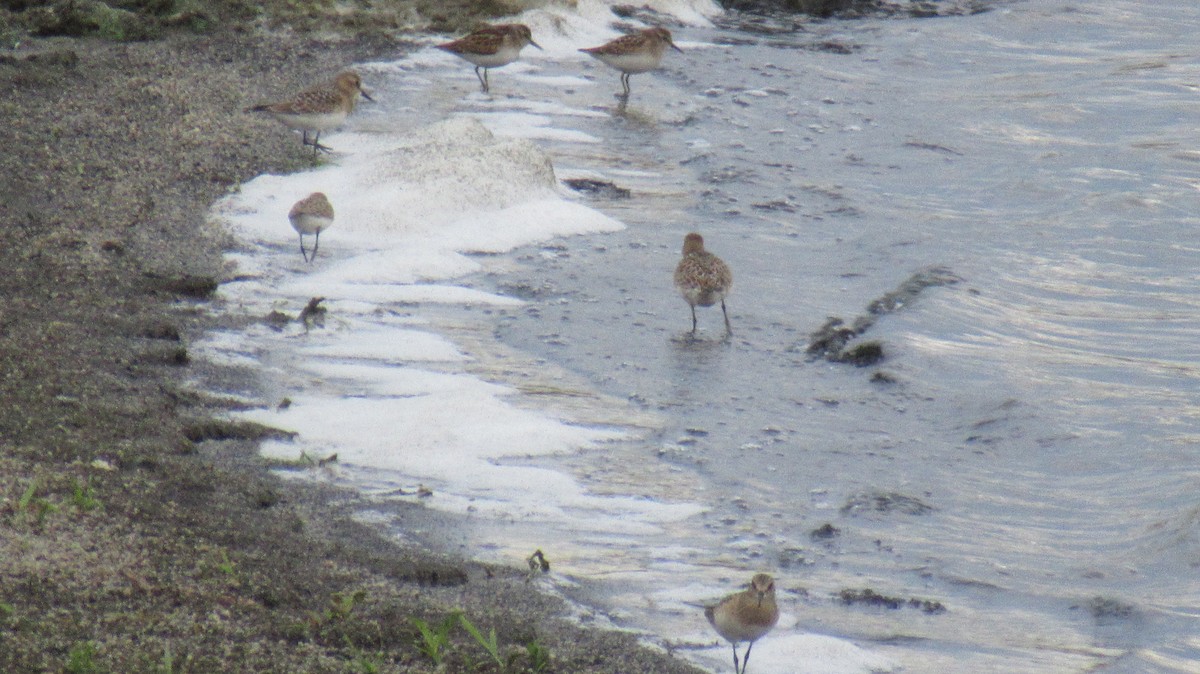 Bairdstrandläufer - ML478361471