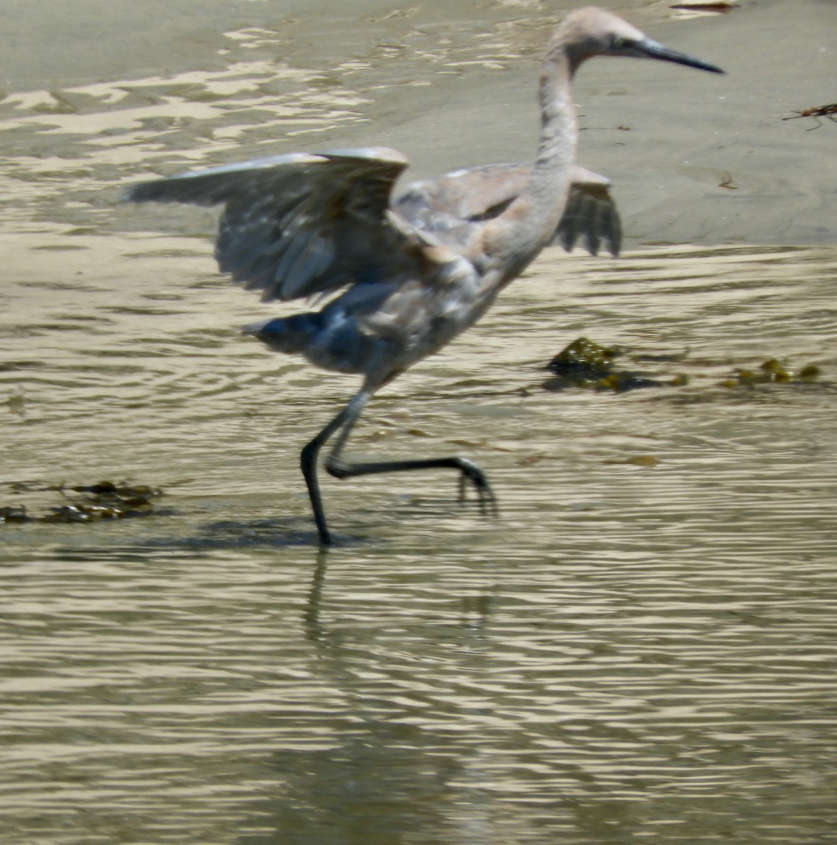 Reddish Egret - Joan Lentz