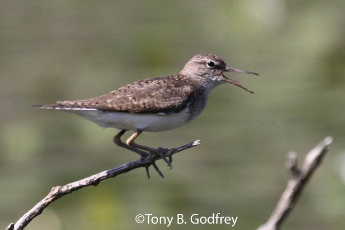 Common Sandpiper - ML47836151