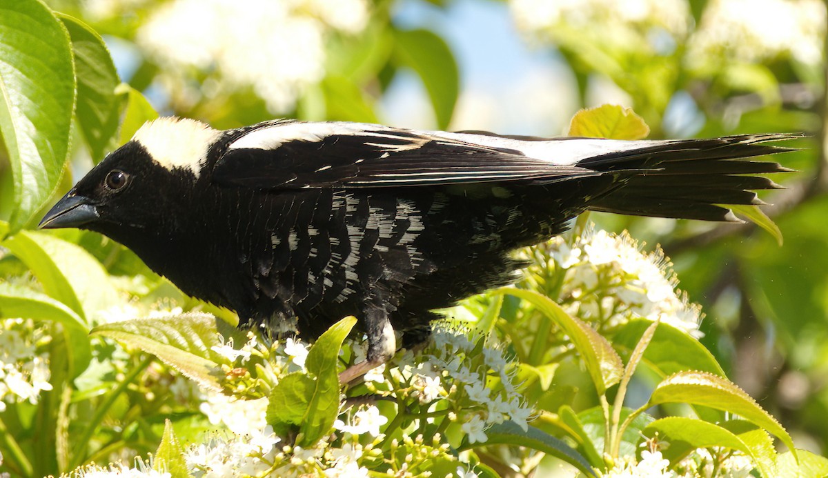 bobolink - ML478361811