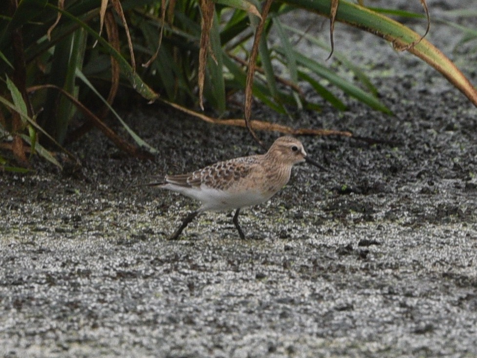 Baird's Sandpiper - ML478362791