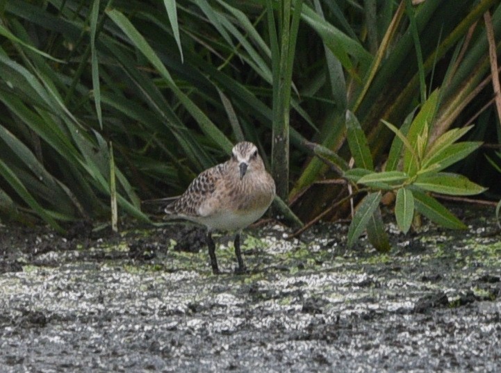 Baird's Sandpiper - ML478362801