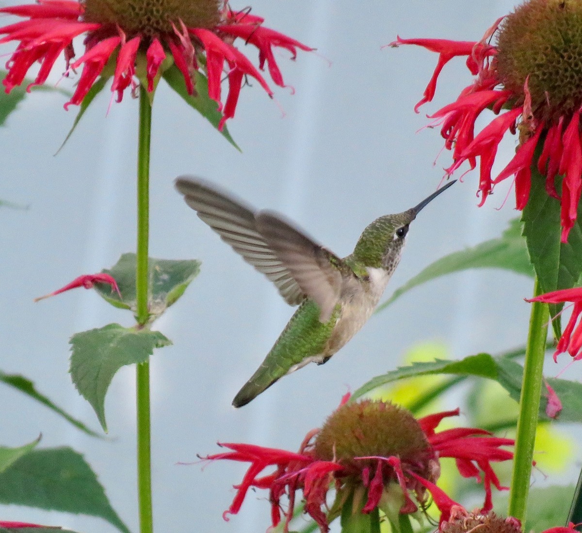 Ruby-throated Hummingbird - ML478363251