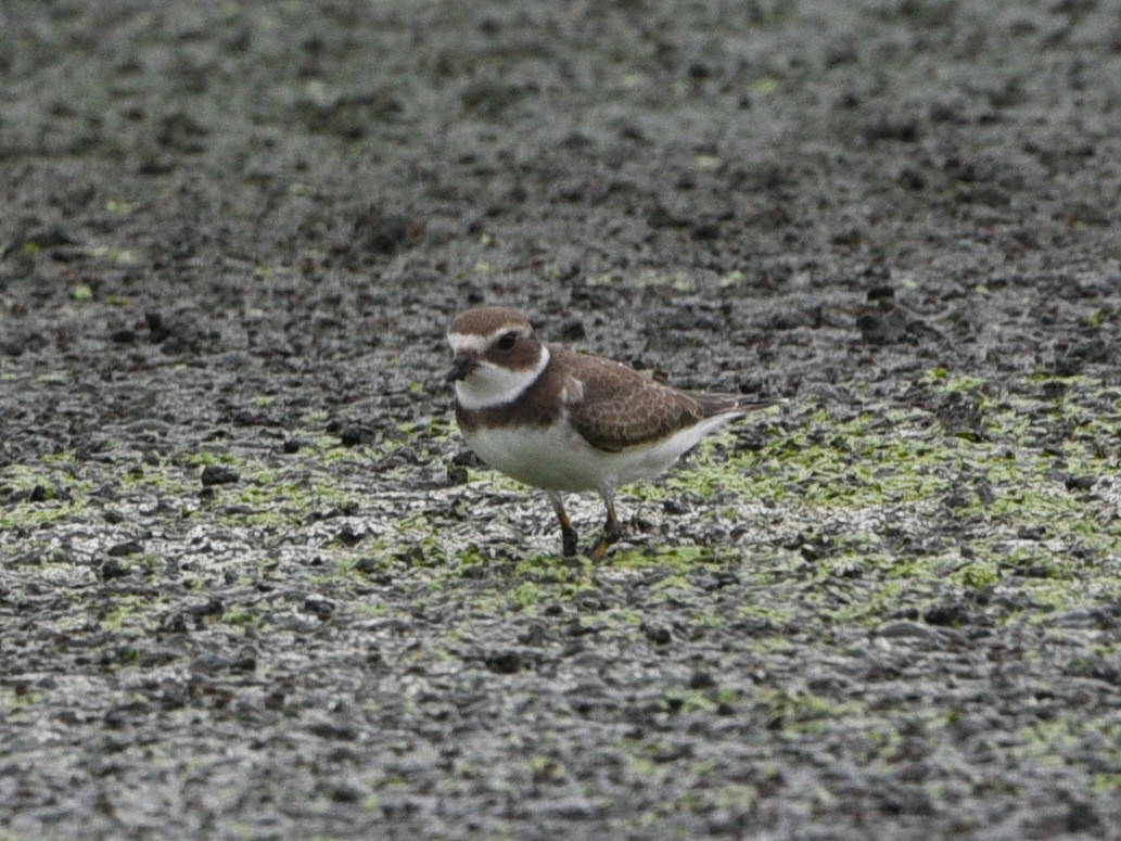 Semipalmated Plover - ML478363531