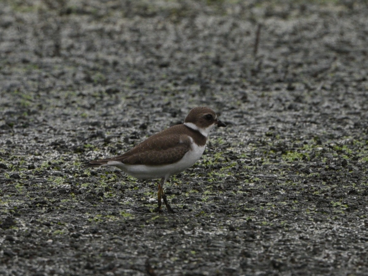 Semipalmated Plover - ML478363541