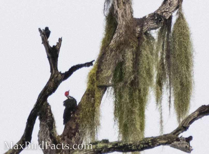 Pileated Woodpecker - Maxfield Weakley