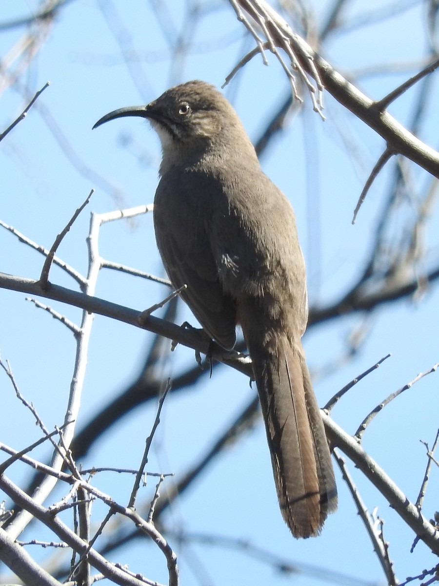 Crissal Thrasher - ML47836401