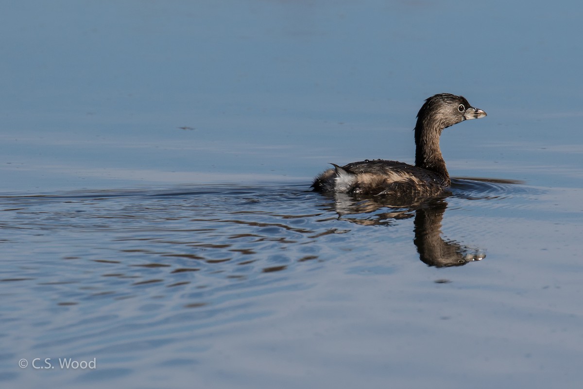 Pied-billed Grebe - Chris S. Wood