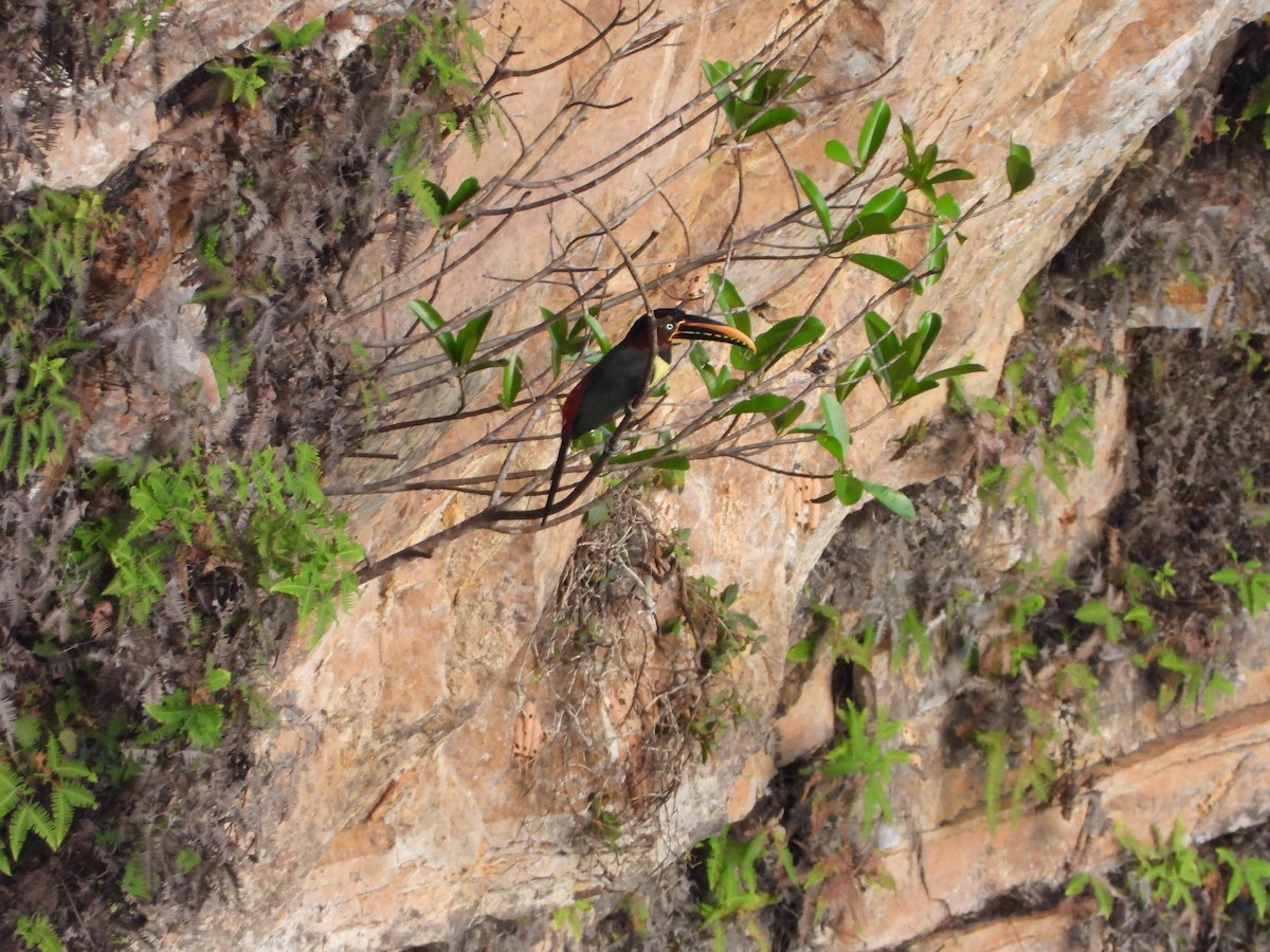 Chestnut-eared Aracari - ML478365181