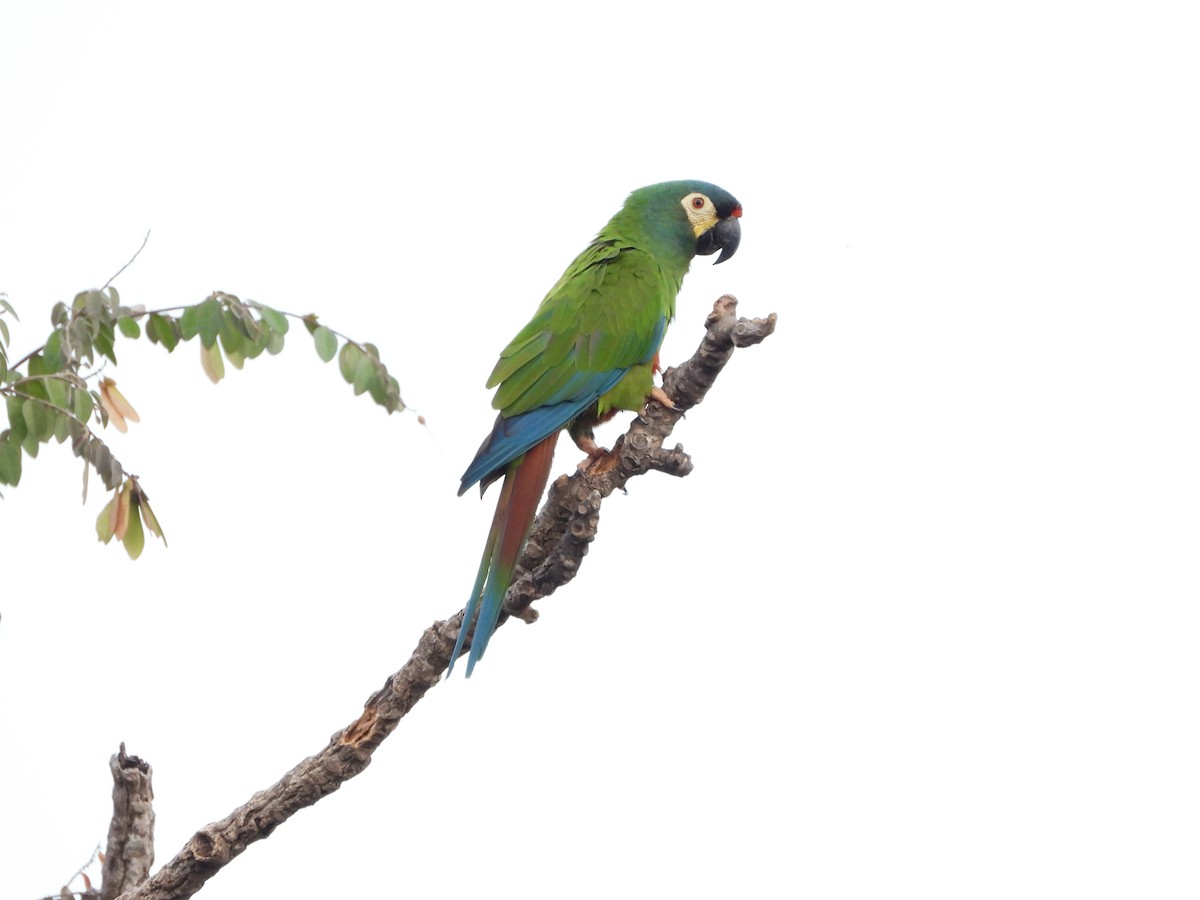 Blue-winged Macaw - ML478365481