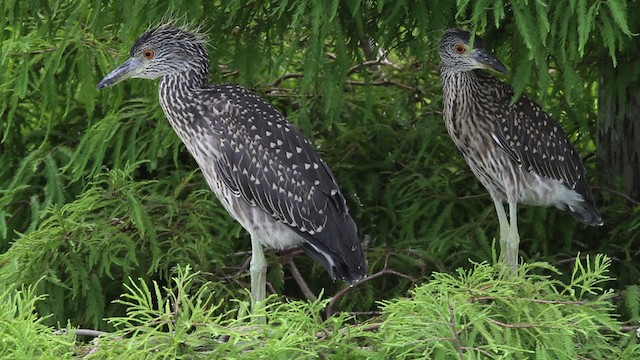 Yellow-crowned Night Heron (Yellow-crowned) - ML478366