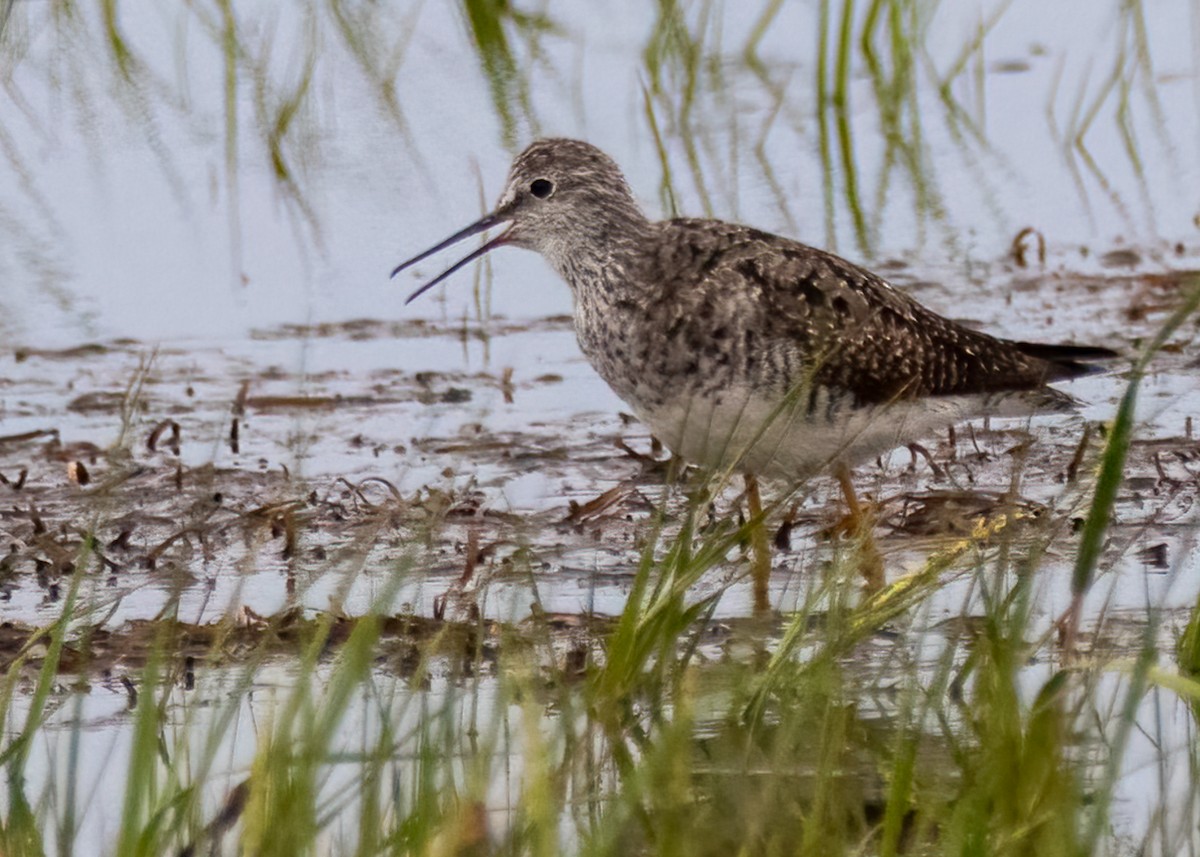 Lesser Yellowlegs - ML478366031