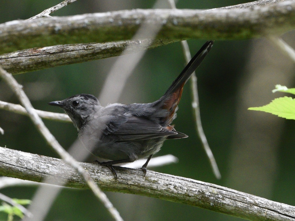 Gray Catbird - ML478366481