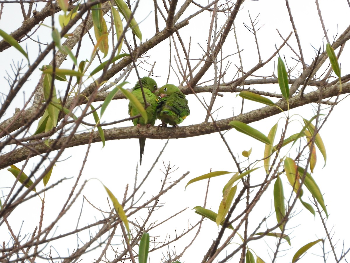 Yellow-chevroned Parakeet - ML478366681