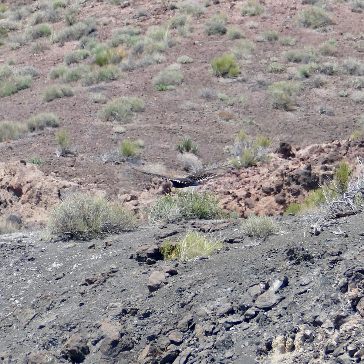 Turkey Vulture - ML478366731