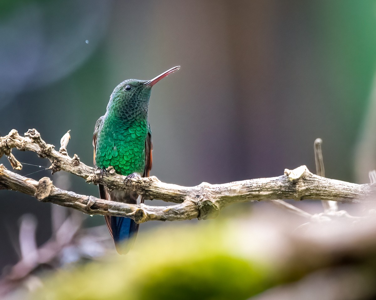Blue-tailed Hummingbird - ML478367711