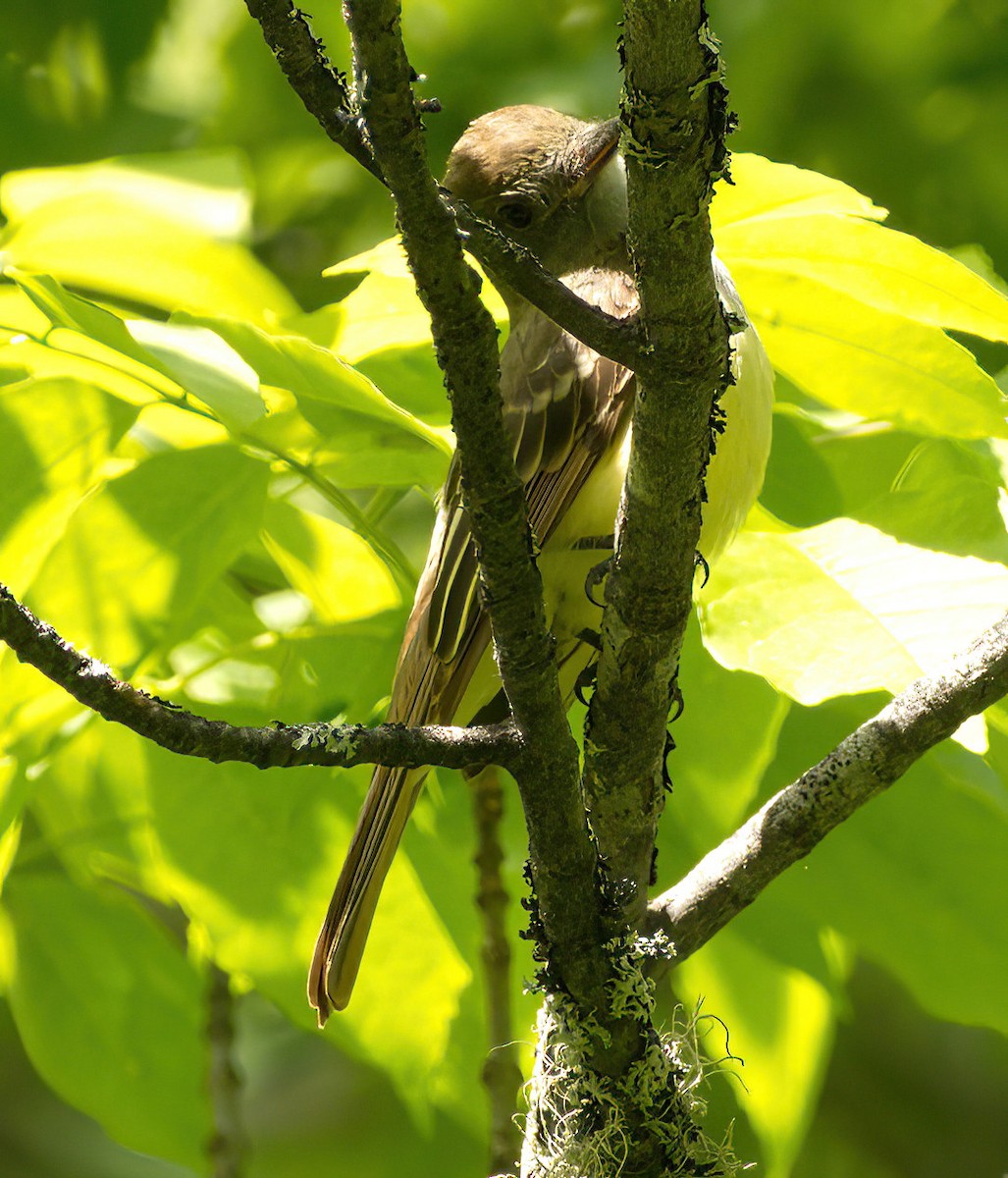 Great Crested Flycatcher - ML478369311