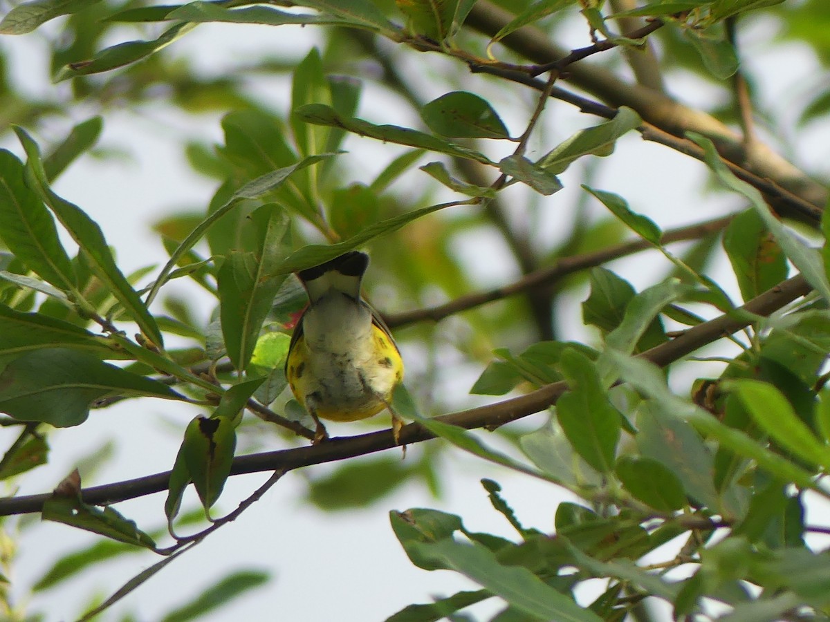 Magnolia Warbler - Gus van Vliet