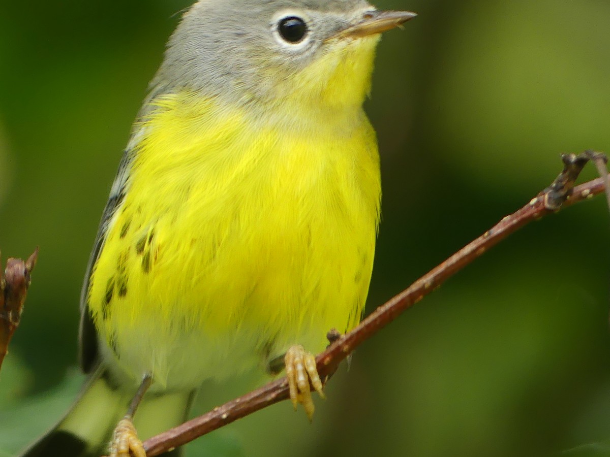 Magnolia Warbler - Gus van Vliet