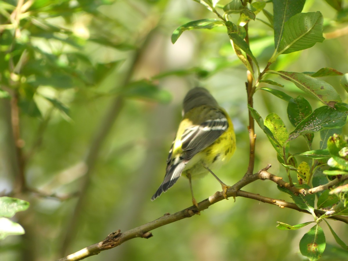 Magnolia Warbler - Gus van Vliet