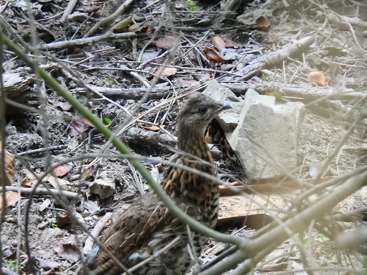 Ruffed Grouse - ML478369701