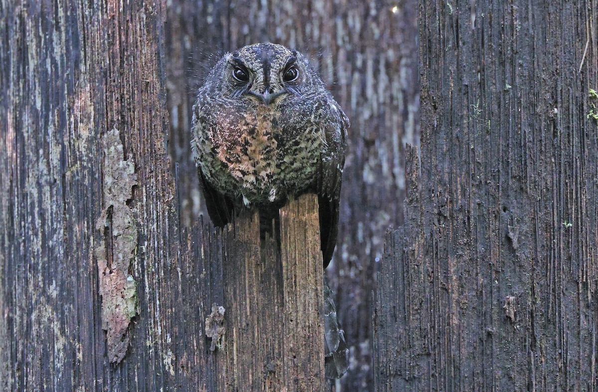 Wallace's Owlet-nightjar - ML478369861