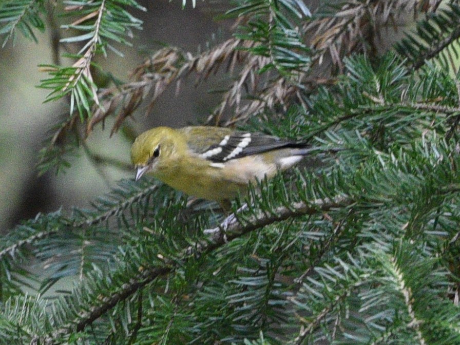 Bay-breasted Warbler - ML478370341