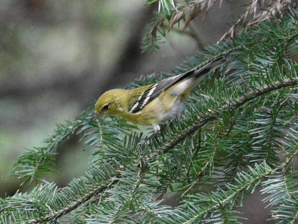 Bay-breasted Warbler - ML478370351