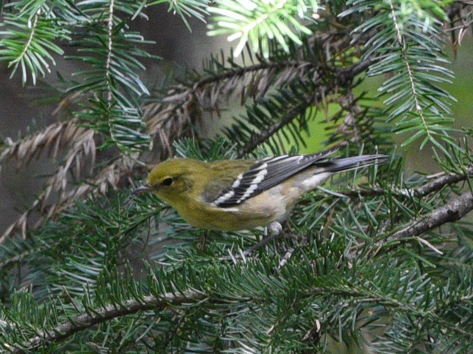 Bay-breasted Warbler - ML478370361