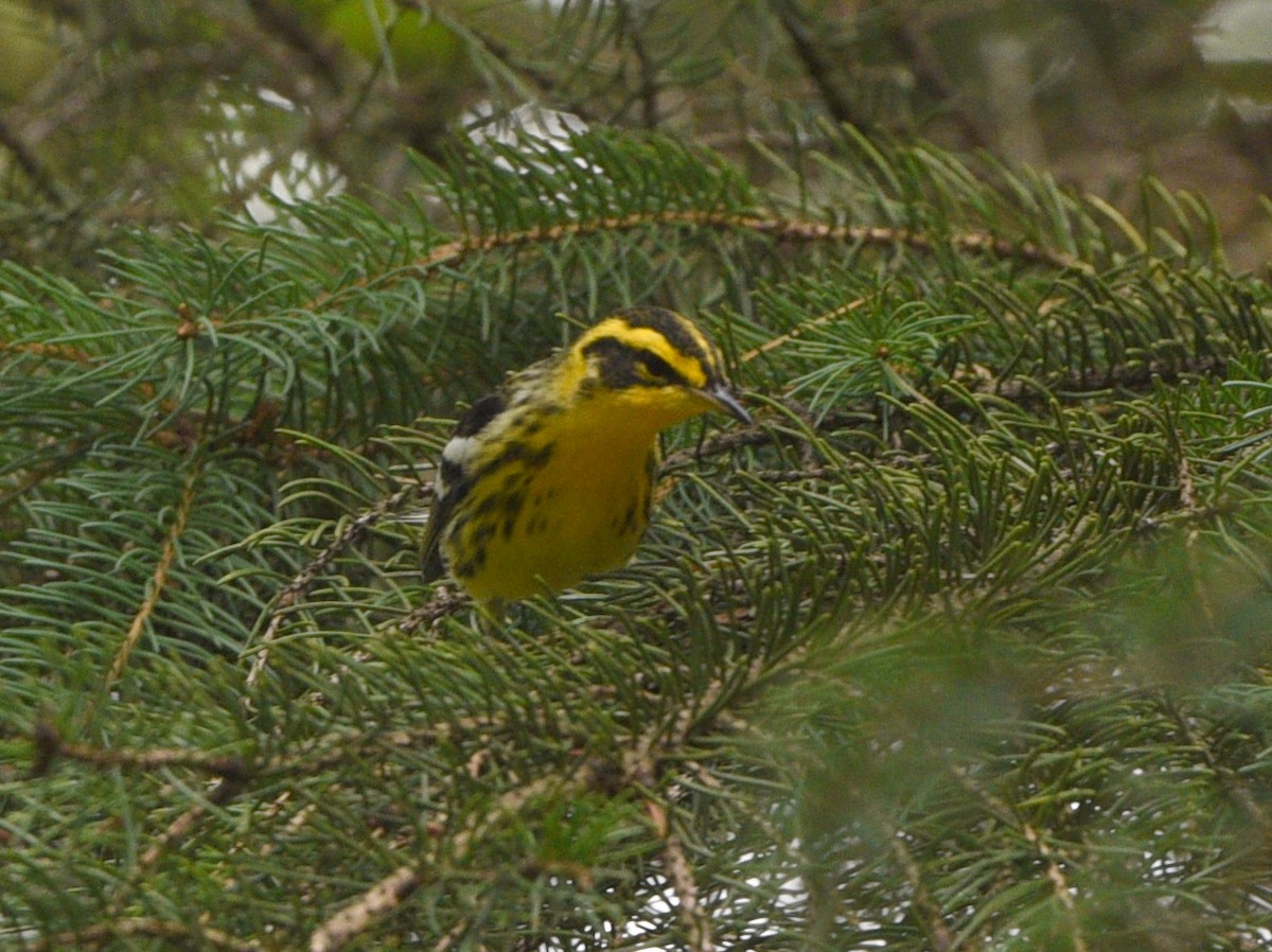 Blackburnian Warbler - ML478370391