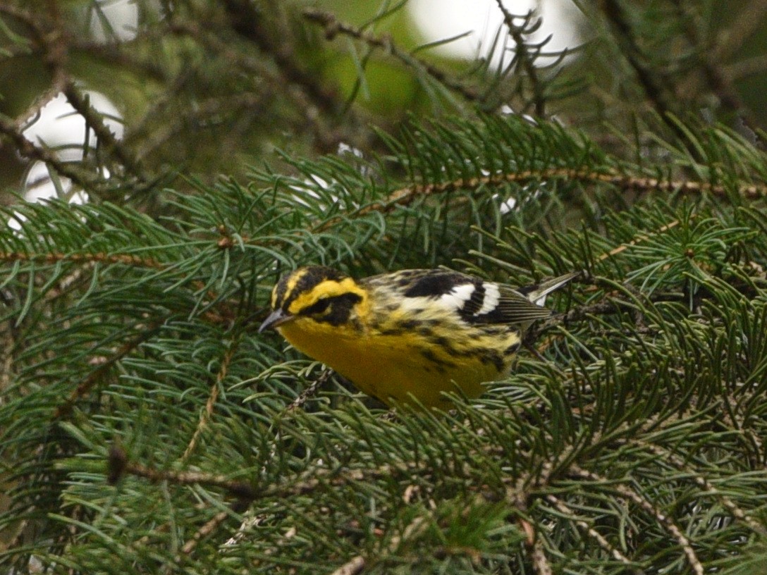 Blackburnian Warbler - ML478370401